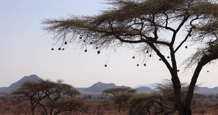 Landscape of the samburu savannah in Kenya