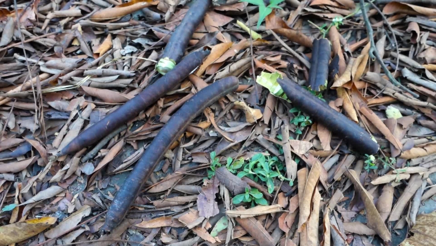 A close up shot of fallen Cassia grandis ,pink shower seed pods. Seeds are inside the hard shell. The pulp surrounding the seeds in the pods is edible..