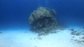 Smooth approach to a huge coral head underwater