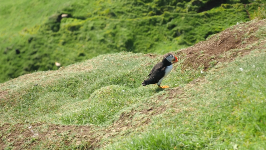 Puffin in Mykines Island, Faroe Island. 4K Cinematic close up footage. One Puffin (Fratercula arctica) on a cliff in a wild nature. High quality 4k footage.