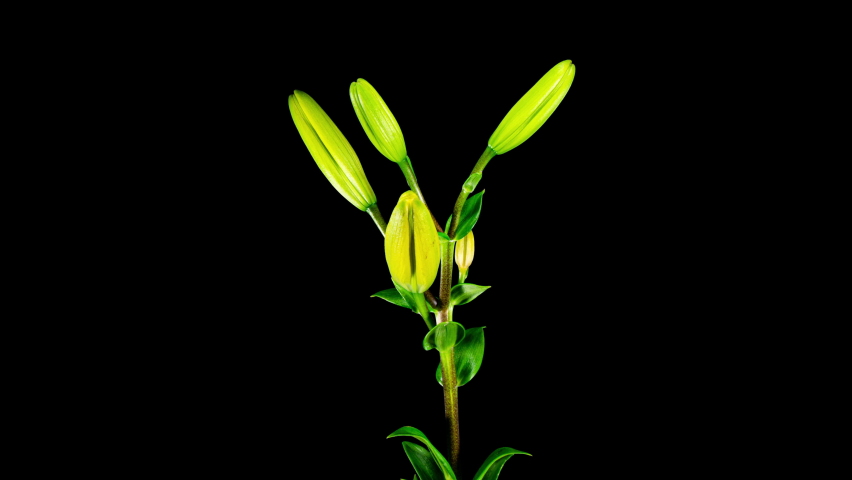 Yellow Lily Blooming in Time Lapse on a Leaves and Black Background. Lime Flower Opens Petals in Timelapse. Blooming Plant Tender Video From Blossom to Wilted Flower Royalty-Free Stock Footage #1094379393