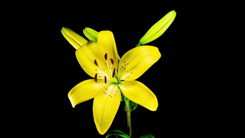 Yellow Lily Blooming in Time Lapse on a Leaves and Black Background. Lime Flower Opens Petals in Timelapse. Blooming Plant Tender Video From Blossom to Wilted Flower Royalty-Free Stock Footage #1094379393