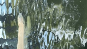 Polar Bear's Elegant Swim: 4K Vertical Video Clip Capturing the Majestic Movements of a Polar Bear as it Glides Gracefully Through the Water. Witness the Beauty and Strength of this Arctic Marvel  - Powered by Shutterstock - Get 15% off with code: PIKWIZARD15