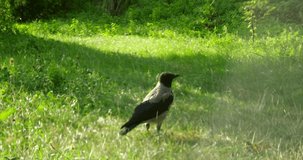 Gray crow walks on the grass in the park. Crow peck at something in a grass. Sunny or autumn day. High quality 4k video footage