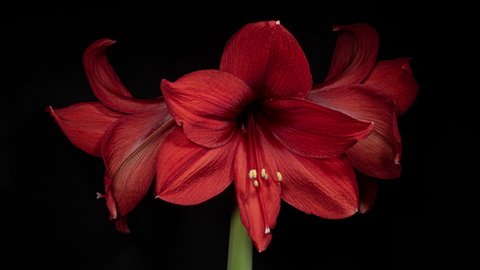 67 Amaryllis Blooming Pot Stock Video Footage - 4K and HD Video Clips |  Shutterstock