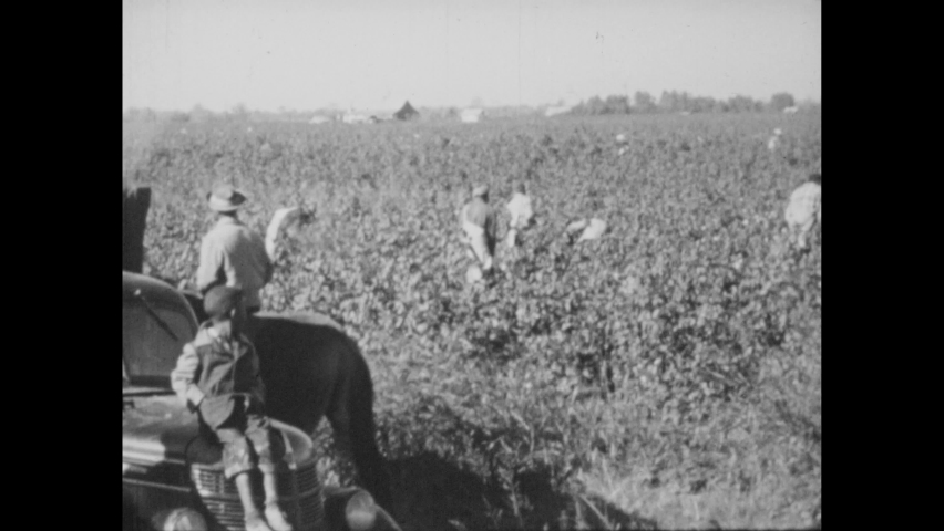 1950s: Cotton fields in bloom. Sharecroppers work in cotton fields. Cotton is picked.