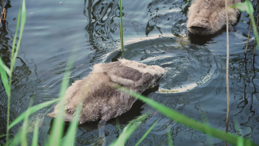 Geese in wild on lake floating and get food from bottom waddling during summer months. Concept of wild nature and ecosystem savings, population increase