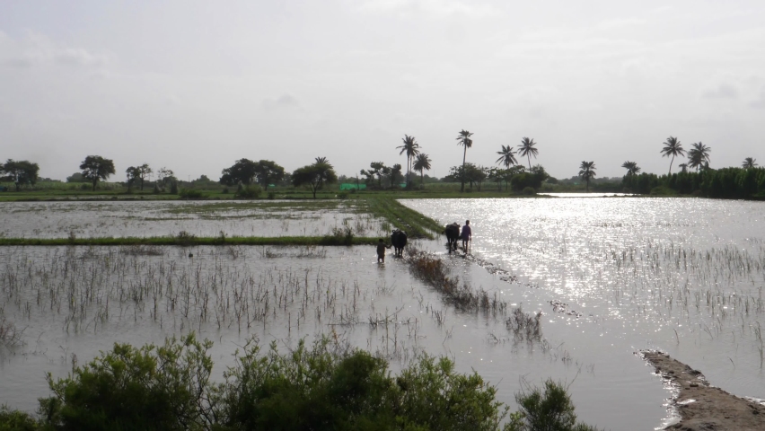 The green field is submerged under water due to the flash flood that hit Pakistan destroying all the grain in the field Royalty-Free Stock Footage #1094405545