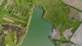 Blue water lake in the middle of the rice fields, the former lake of the red earth excavation project. Aerial View 4K Video