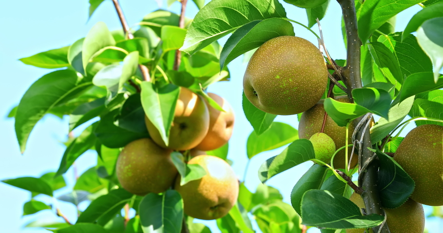 Fresh pear fruit growing on pear tree in orchard Royalty-Free Stock Footage #1094411251