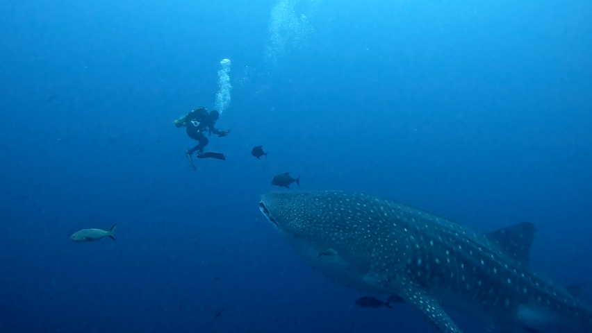 Very large size of Whale shark swims in blue water with SCUBA Divers. | Shutterstock HD Video #1094413781