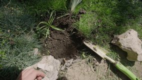 Male hands digging hole with shovel and planting green bush in ground. Gardener is planting ornamental plants on landscaped lawn of the garden. Man works in garden on sunny day. POV video filming.