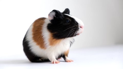 Tricolor Guinea Pig On White Background Stock Footage Video (100%