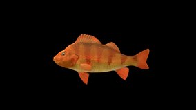 Goldfish animation.Full HD 1920×1080.6 Second Long.Transparent Alpha video.LOOP.