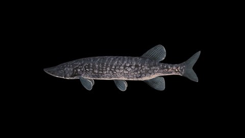 Realistic 3d Fish Animationfull Hd Second Stock Footage Video (100% ...