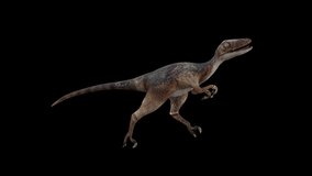 Deinonychus Dinosaur Run, animation.Full HD 1920×1080.6 Second Long.Transparent Alpha video.LOOP.