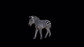 Zebra Walking Front View , animation.1920x1080 ,11 Second Long.Transparent Alpha video.LOOP.