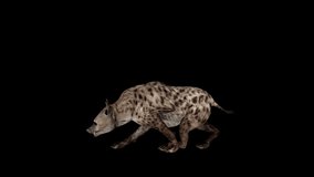 Hyena Walk Slow animation.Full HD 1920×1080.6 Second Long.Transparent Alpha video.LOOP.