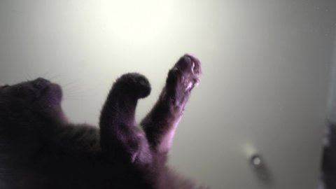 Clenches Unclenches Paws View Below Stock Footage Video (100% Royalty ...