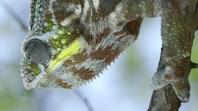  Chameleon sits on a tree branch and looks around. Panther chameleon (Furcifer pardalis), Vertical video, Close-up