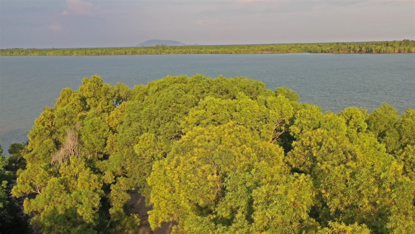 Bird habitat at the Malaysian east coast at Klang valley. Eagles soar between the trees. Aerial view over the rainforest on the shoreline. Lush jungle trees growing into the ocean or sea coast.