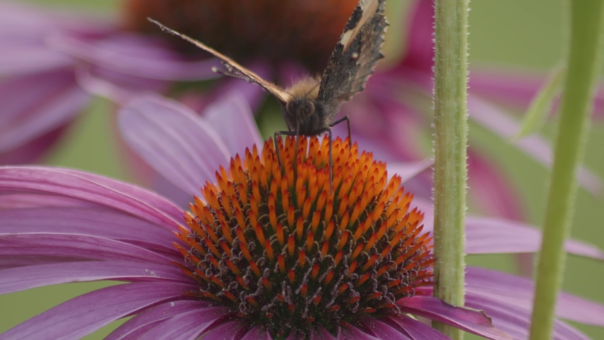 one Small Tortoiseshell Butterfly opening wings on Purple Coneflower - macro. front view