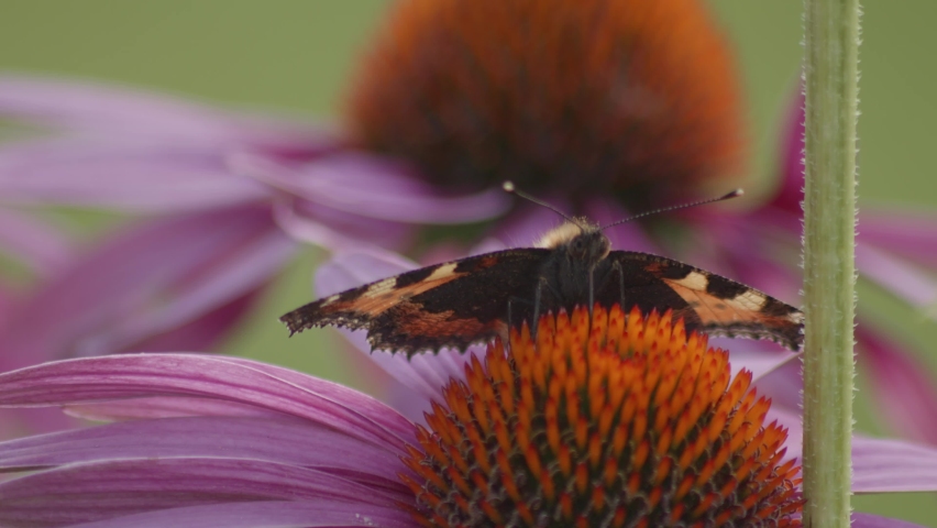 one Small Tortoiseshell Butterfly opening wings on Purple Coneflower - macro. front view