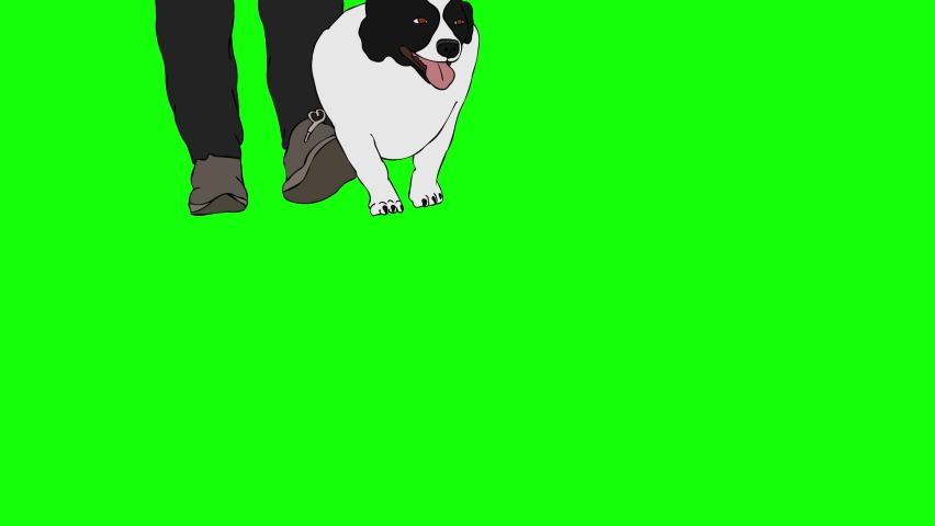 A walk on the green screen with a black and white Jack Russel Terrier