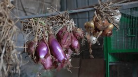 Authentic video shot of drying home vegetables on rope and wooden stick. Bunches of white, yellow and red onions drying in rural greenhouse, rich harvest preparation for autumn and winter