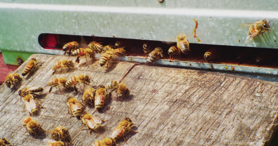 timelapse, fast filming.beekeeping.honey bees close-up next to the entrance to the bee hive. European honey bee. slow motion video. apiary