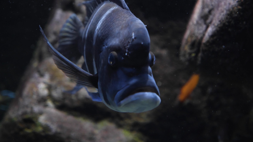 A Close up of a Humphead cichlid fish facing the camera and floating.