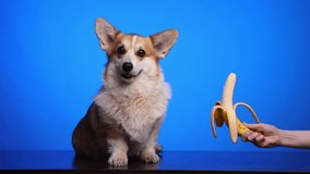A cute corgi dog licks his lips and wants to eat a ripe yellow banana from a woman's hands. Bananas are included in the puppy's diet. Funny dog face. World Vegetarianism Day.