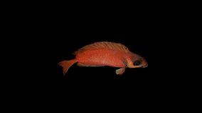 Red Siganus Fish Top View animation.Full HD 1920×1080.8 Second Long.Transparent Alpha video.LOOP.