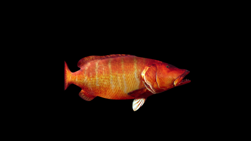 Cubera Snapper Fish animation.Full HD 1920×1080.6 Second Long.Transparent Alpha video.LOOP.
