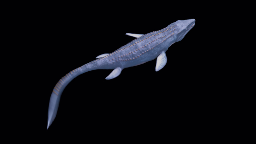 Animation of a dinosaur Mosasaurus in 4K swimming underwater creature. Seamless loop. Velociraptor on isolated background with alpha channel. Animation for historical, natural and animal backgrounds. 