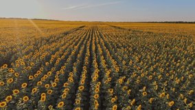sunflowers. drone video field sunflowers at sunset sun glare. farming agriculture a business concept. field yellow flowers sunflowers ripe agricultural lifestyle harvest. sunflower farming