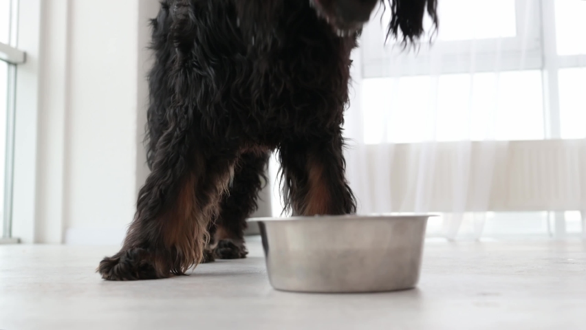 Setter gordon dog eating food from metal bowl at home with daily light. Adorable purebred doggie pet has feeding time