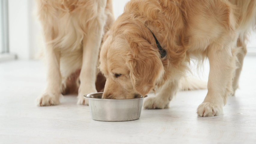 Golden retriever dogs eating from metal bowl food at home. Feeding time for purebred pets doggies Royalty-Free Stock Footage #1094480965
