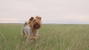 dog run in the park. cheerful little dog running on the grass in summer in the park. red-haired a dog playing fun in the green garden. animal puppy pet concept. shaggy dog run after the owner - Powered by Shutterstock - Get 15% off with code: PIKWIZARD15