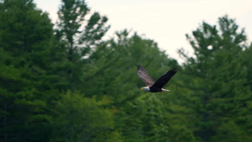 Majestic Bald Eagle flying in slow motion.  Close-up bird Eagle flying low past trees and fall colors as it flaps wing. 120 fps slow motion.  Royalty-Free Stock Footage #1094487139