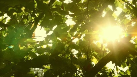 Looking up through green leaves at filtered sunlight. Slow tracking shot shows sun flare and leaves fluttering in a slight breeze.