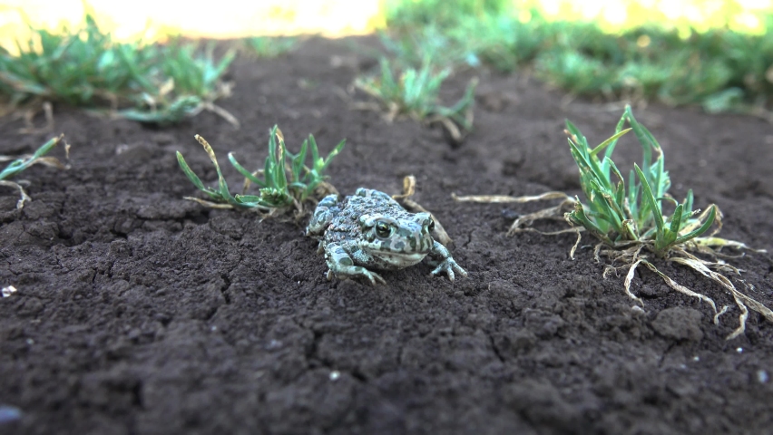 A young European green toad (Variable toad, Bufo viridis) on dry land. Assimilative coloration (not in this case) and toxic secretions on the skin. Open areas: fields, meadows, floodplains as norm
 Royalty-Free Stock Footage #1094488921