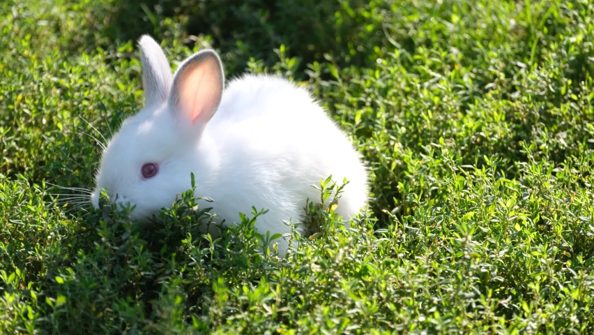 Little white rabbit in tall green grass. A beautiful white bunny in the garden Royalty-Free Stock Footage #1094492951