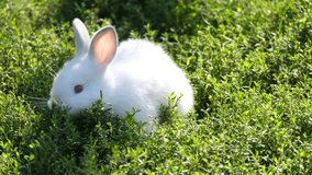 Little white rabbit in tall green grass. A beautiful white bunny in the garden - Powered by Shutterstock - Get 15% off with code: PIKWIZARD15