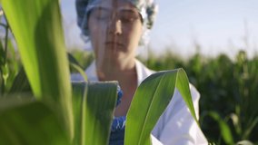 A researcher conducts an inspection of the green leaves of cereal plants being on a plantation in a large field dressed in protective suit and gloves, collecting samples of green leaves for experiment - Powered by Shutterstock - Get 15% off with code: PIKWIZARD15