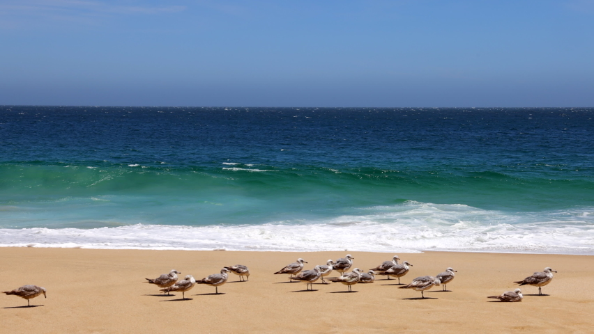 Flock of Seagull Birds flying, standing and clean feathers on sand. Atmospheric summertime seascape in slow motion. High Pacific ocean waves roll on sand shore. Los Arcos, Cabo san Lucas, Mexico.