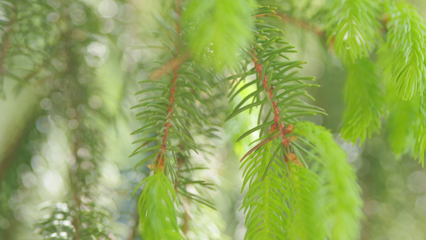 Young green spruce needles macro on a natural background. Spruce shoots in the forest. Slow motion. | Shutterstock HD Video #1094502449