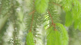 Young green spruce needles macro on a natural background. Spruce shoots in the forest. Slow motion. - Powered by Shutterstock - Get 15% off with code: PIKWIZARD15