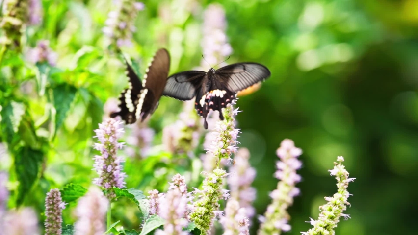 pair of black butterflies dancing in the air butterfly love mating flying around flowers beautiful slow motion dance