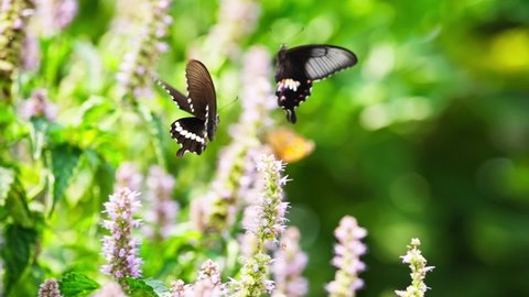 Стоковое видео: pair of black butterflies dancing in the air butterfly love mating flying around flowers beautiful slow motion dance